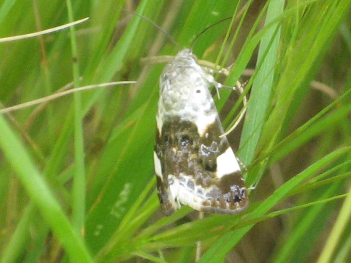 ID